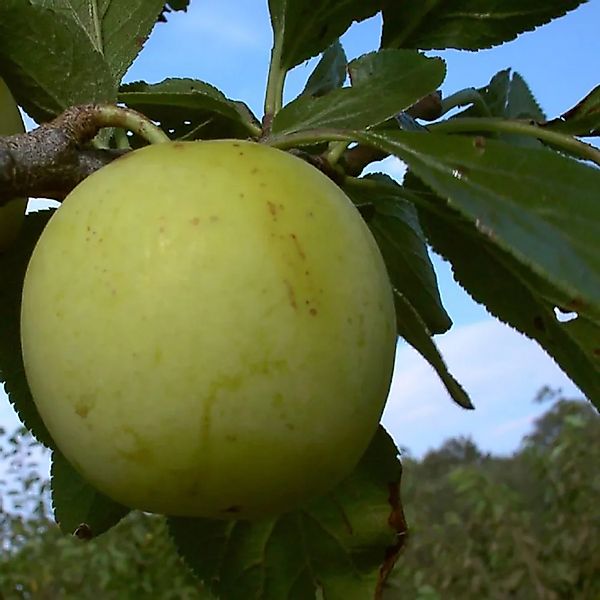 Reneclode Oullins Reneclode 100 - 120 cm Prunus domestica günstig online kaufen