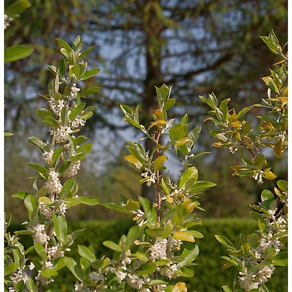 Heckenkirsche 40-60cm - Lonicera kamtschatica günstig online kaufen