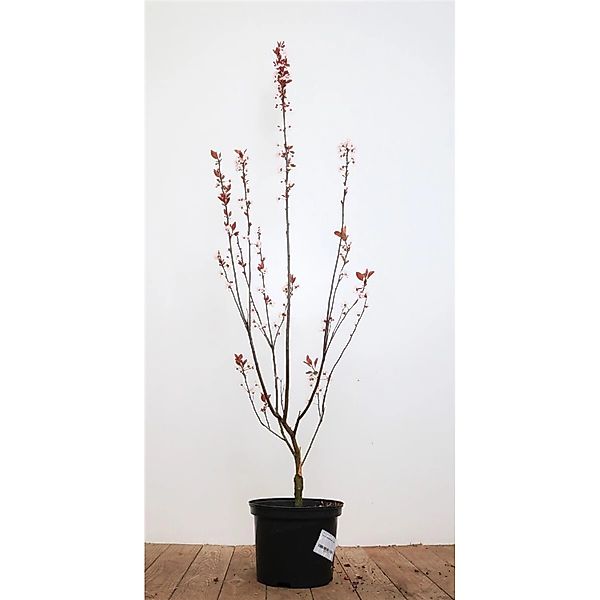Prunus Cerasifera Nigra Blutpflaume Dunkelrot 40–60 cm günstig online kaufen