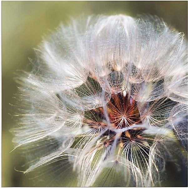 Artland Wandbild »Pusteblume II«, Blumen, (1 St.), als Alubild, Outdoorbild günstig online kaufen