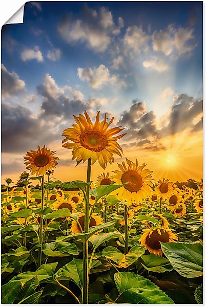 Artland "Sonnenblumen im Sonnenuntergang" Blumenbilder 1 Stk. tlg. als Lein günstig online kaufen