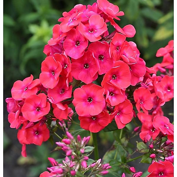 Hohe Flammenblume Raving Beauty - Phlox paniculata günstig online kaufen