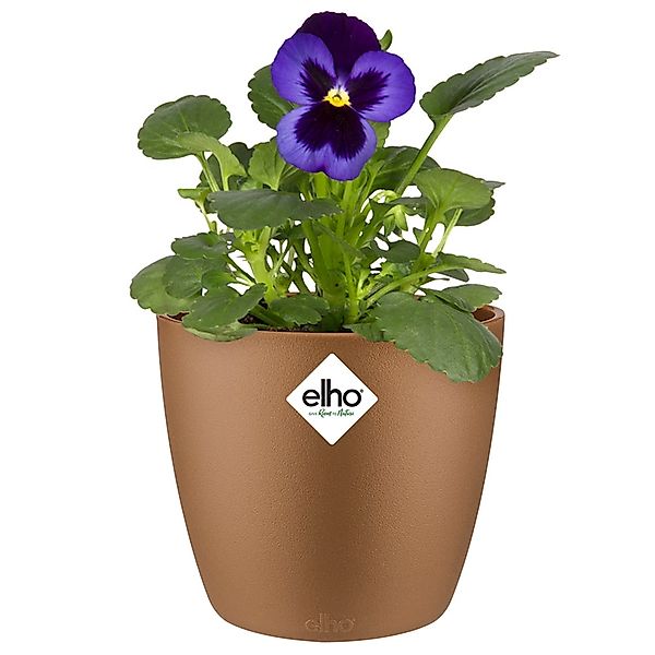 Blumentopf Brussels Samtgold 11x10cm 0,8L günstig online kaufen