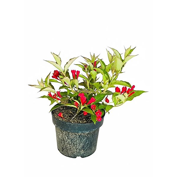 Baumfink Weigelie All Summer Red als Topfpflanze 30-40cm günstig online kaufen