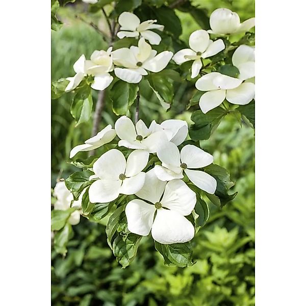Cornus Kousa Venus Japanischer Blumen-Hartriegel Weiß 125–150 cm günstig online kaufen