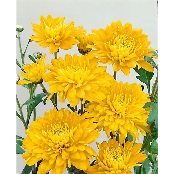 Pflanzen für Dich Staude Chrysanthemum hort. Bienchen, 1 St., Chrysantheme, günstig online kaufen