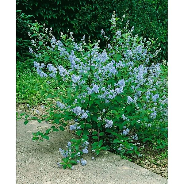 Ceanothus Emily Brown Kalifornischer Flieder 40–60 cm Blau günstig online kaufen