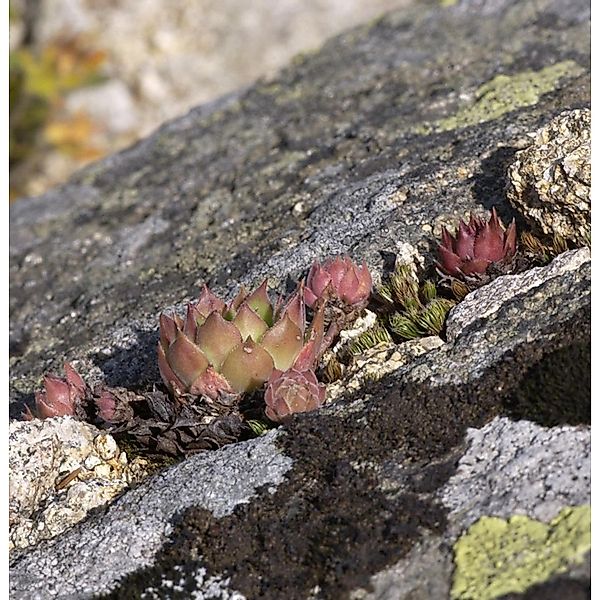 Hauswurz - Sempervivum tectorum günstig online kaufen