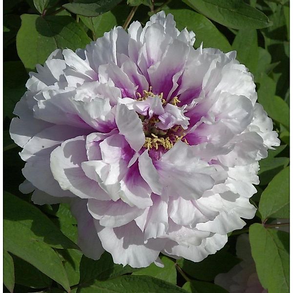 Halbstrauchige Pfingstrose Cora Louise - Paeonia itoh günstig online kaufen