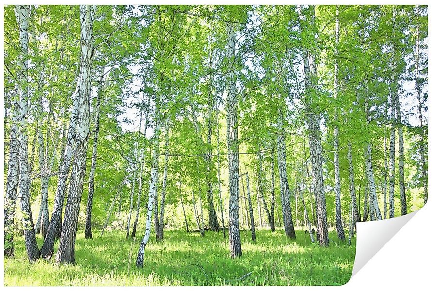 Wallarena Fototapete Birkenwald Wald Natur 3D EFFEKT Wohnzimmer Schlafzimme günstig online kaufen