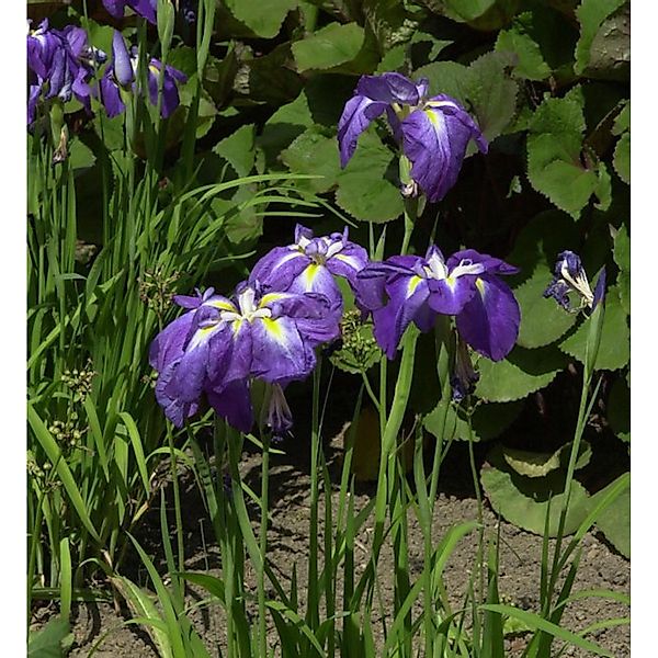 Japanische Sumpf Schwertlilie - Iris ensata günstig online kaufen