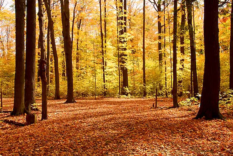 Papermoon Fototapete »Autumn Forest« glatt günstig online kaufen