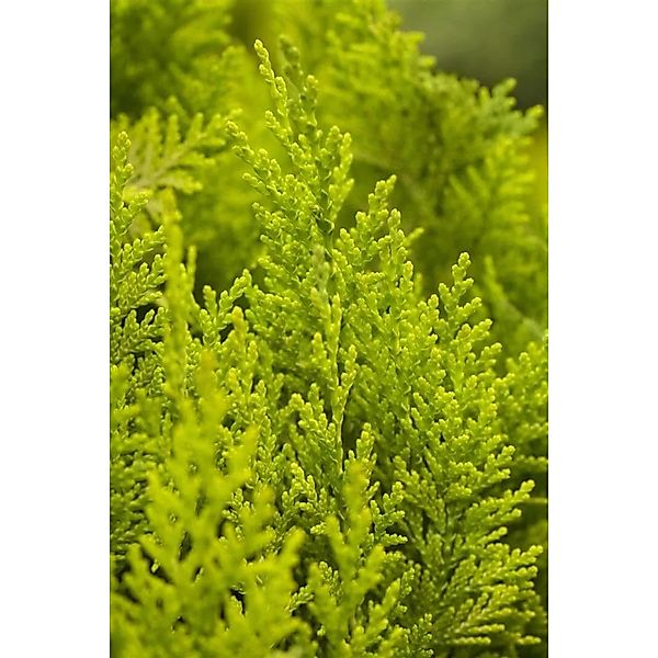 Chamaecyparis,awsoniana 'Ivonne' 15-20 cm günstig online kaufen