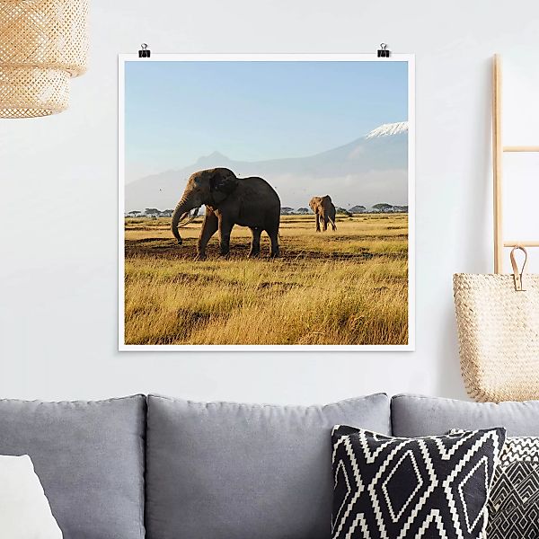 Poster Tiere - Quadrat Elefanten vor dem Kilimanjaro in Kenya günstig online kaufen