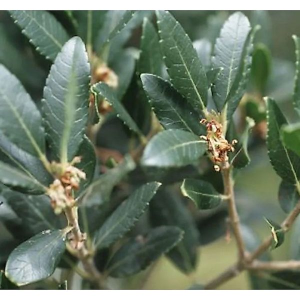 Breitblättrige Steinlinde 40-60cm - Phillyrea,atifolia günstig online kaufen