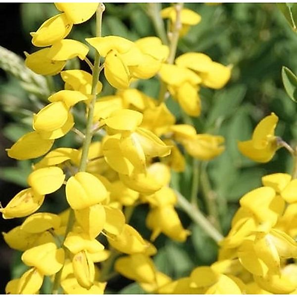 Schwärzender Ginster Cyni 40-60cm - Cytisus nigricans günstig online kaufen