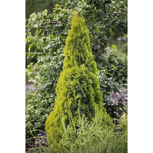Thuja occidentalis 'Golden Smaragd' -R- 60-80 cm günstig online kaufen
