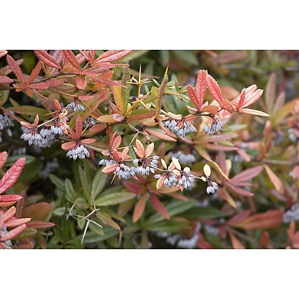 Berberis julianae 100-125 cm günstig online kaufen