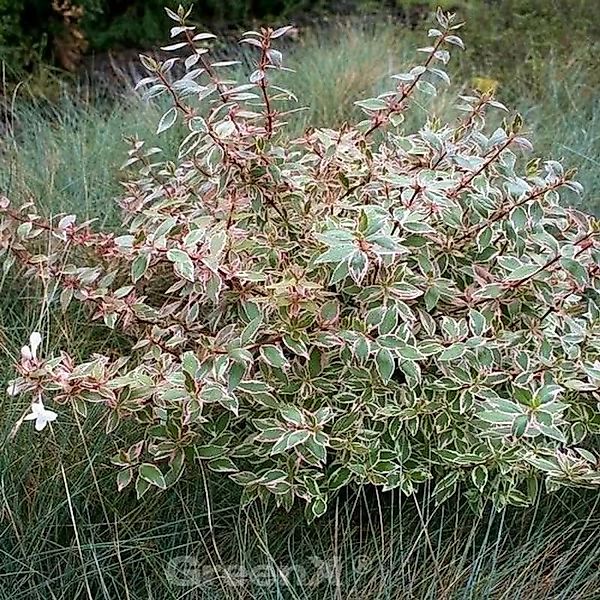 Buntblättrige Abelie Confetti 30-40cm - Abelia grandiflora günstig online kaufen