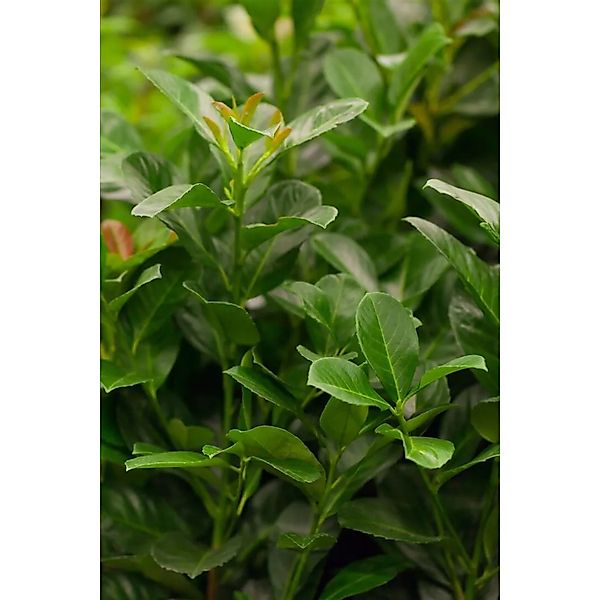 Prunus,aurocerasus 'Etna' -R- 80 cm Stammhöhe günstig online kaufen