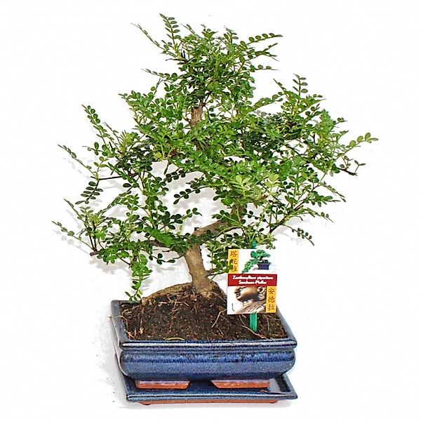 Exotenherz Bonsai Szechuan-Pfeffer Zanthoxylum Piperitum ca. 8 Jahre günstig online kaufen