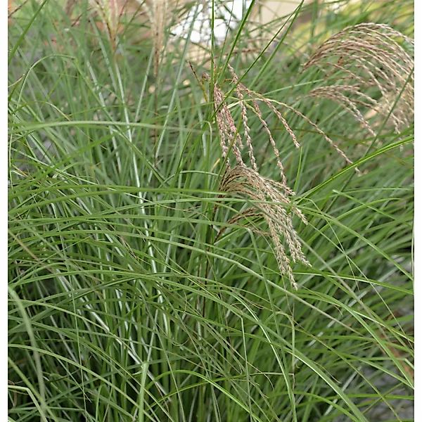 Chinaschilf Red Cloud - XXXL Topf - Miscanthus sinensis günstig online kaufen