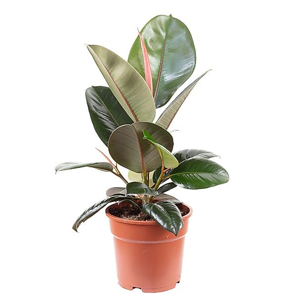 Flowerbox Zimmerpflanze Gummibaum - Ficus elastica 'Robusta', pflegeleicht günstig online kaufen