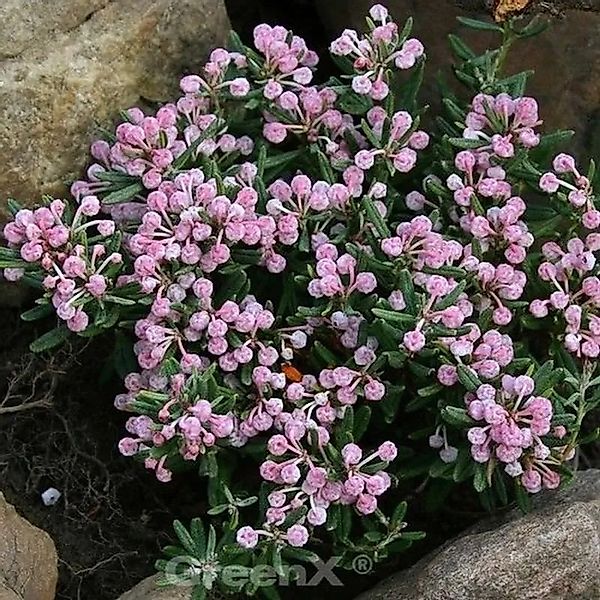 Lavendelheide Blue Ice - Andromeda polifolia günstig online kaufen