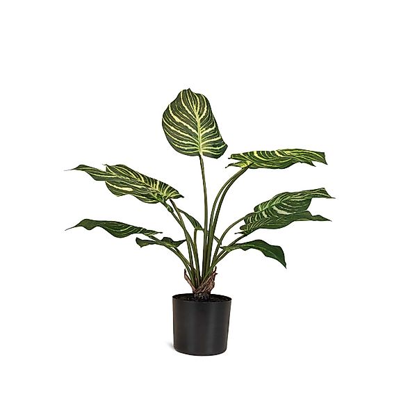 Hochwertige  Calathea - Pfauen-Korbmaranthe Kunstpflanze grün 65 cm günstig online kaufen