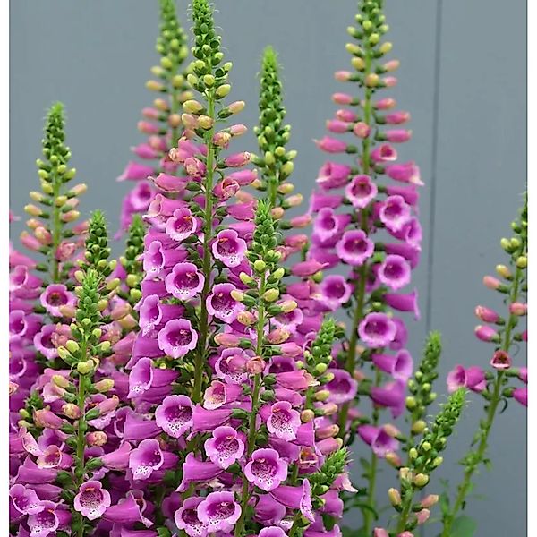 Fingerhut Gloxini - Digitalis purpurea günstig online kaufen