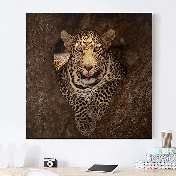Leinwandbild Tiere - Quadrat Leopard ruht auf einem Baum günstig online kaufen