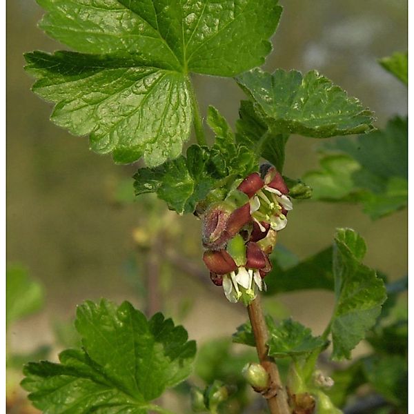 Jostabeere 30-40cm - Ribes nidigrolaria günstig online kaufen