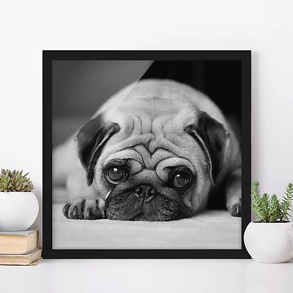 Bild mit Rahmen Schwarz-Weiß - Quadrat Pug Loves You II günstig online kaufen