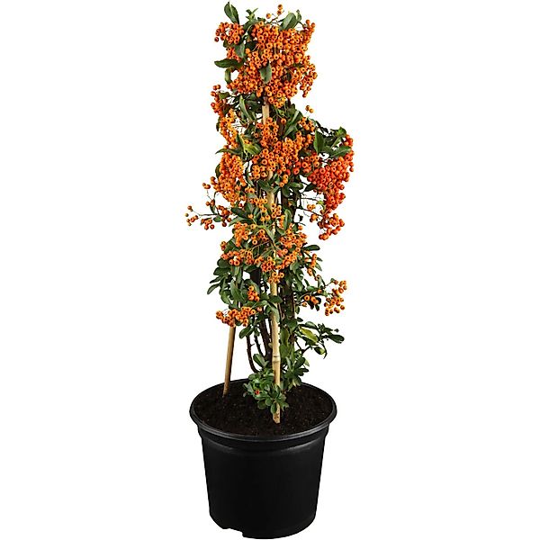 OBI Feuerdorn Rote Beeren Höhe ca. 50 - 60 cm Topf ca. 2, Pyracantha günstig online kaufen
