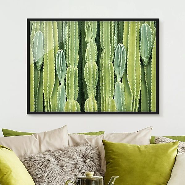Bild mit Rahmen Natur & Landschaft - Querformat Kaktus Wand günstig online kaufen