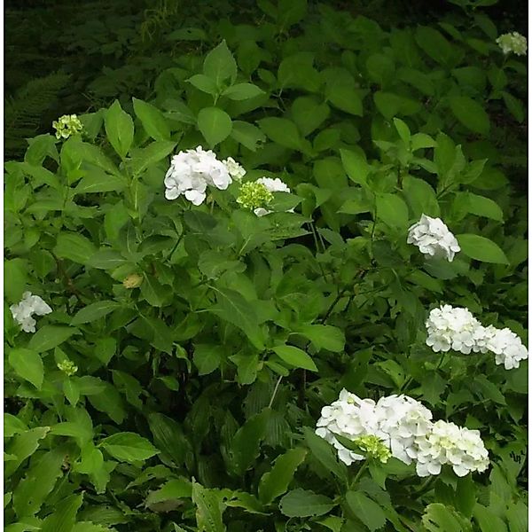 Bauernhortensie Mme E. Moulliere 40-60cm - Hydrangea macrophylla günstig online kaufen