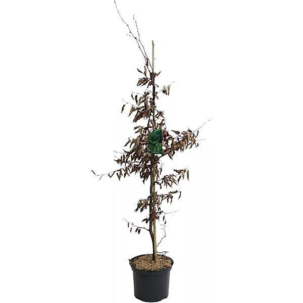 Hainbuche Grün Höhe ca. 100 - 125 cm Topf ca. 5 l Carpinus betulus günstig online kaufen