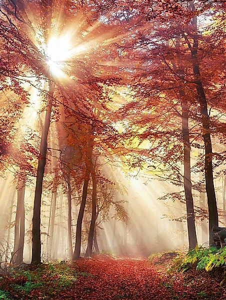 Bönninghoff Leinwandbild Herbstwald, Wald (1 St), BxH: 46x61 cm günstig online kaufen