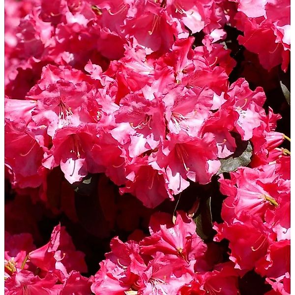 Rhododendron Gartendirektor Glocker 25-30cm - Rhododendron williamsianum günstig online kaufen