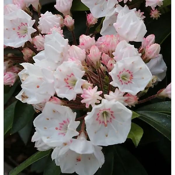 Großer Berglorbeer Elf 30-40cm - Kalmia,atifolia günstig online kaufen