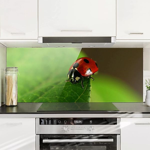 Glas Spritzschutz Tiere - Panorama Lady Bird günstig online kaufen