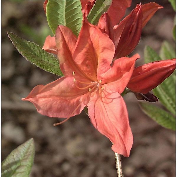 Chinesische Azalee Winston Churchill 40-60cm - Rhododendron mollis günstig online kaufen