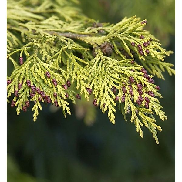 Gelbe Gartenzypresse Golden Wonder 30-40cm - Chamaecyparis,awsoniana günstig online kaufen