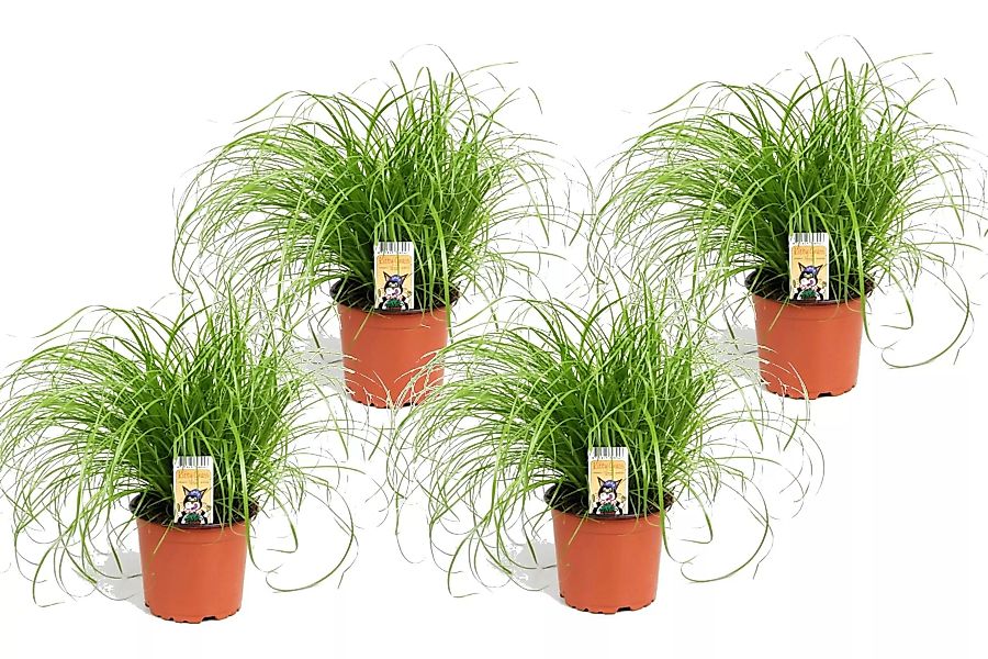 Perfect Plant | 4er Set Cyperus Katzengras günstig online kaufen