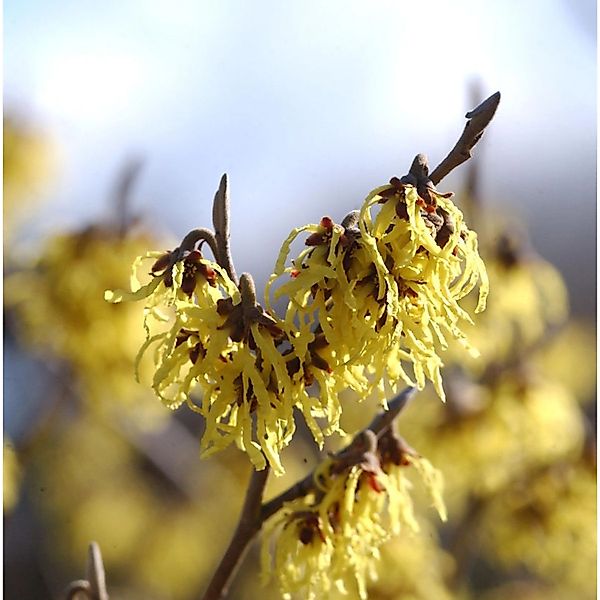 Schwefelgelbe Zaubernuß Arnold Promise 100-125cm - Hamamelis intermedia günstig online kaufen