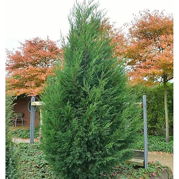 Leyland Zypresse 80-100cm - Cupressocyparis Leylandii günstig online kaufen