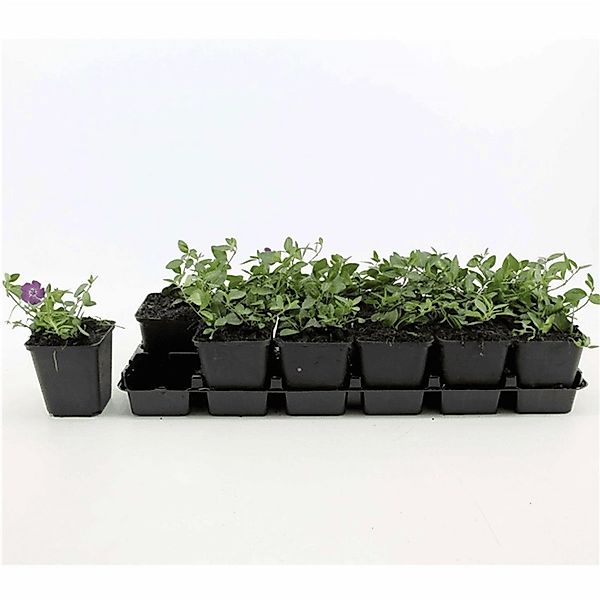 Bodendecker Vinca Minor Rubra P 0,5 günstig online kaufen