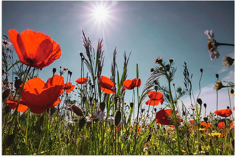 Artland Wandbild "Mohnblumenwiese", Blumenwiese, (1 St.), als Alubild, Outd günstig online kaufen