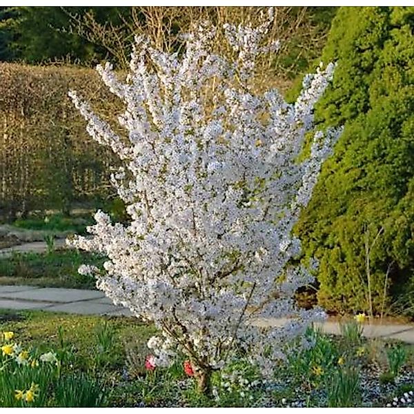 Schlanke Blütenkirsche Spire 125-150cm - Prunus hillieri günstig online kaufen