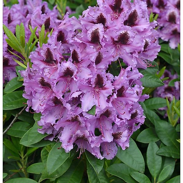 INKARHO - Großblumige Rhododendron Rhododendronpark Graal-Müritz 25-30cm - günstig online kaufen